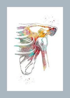 Mikrozirkulazioa hobetzea artikulazio eta gihar ehunetan